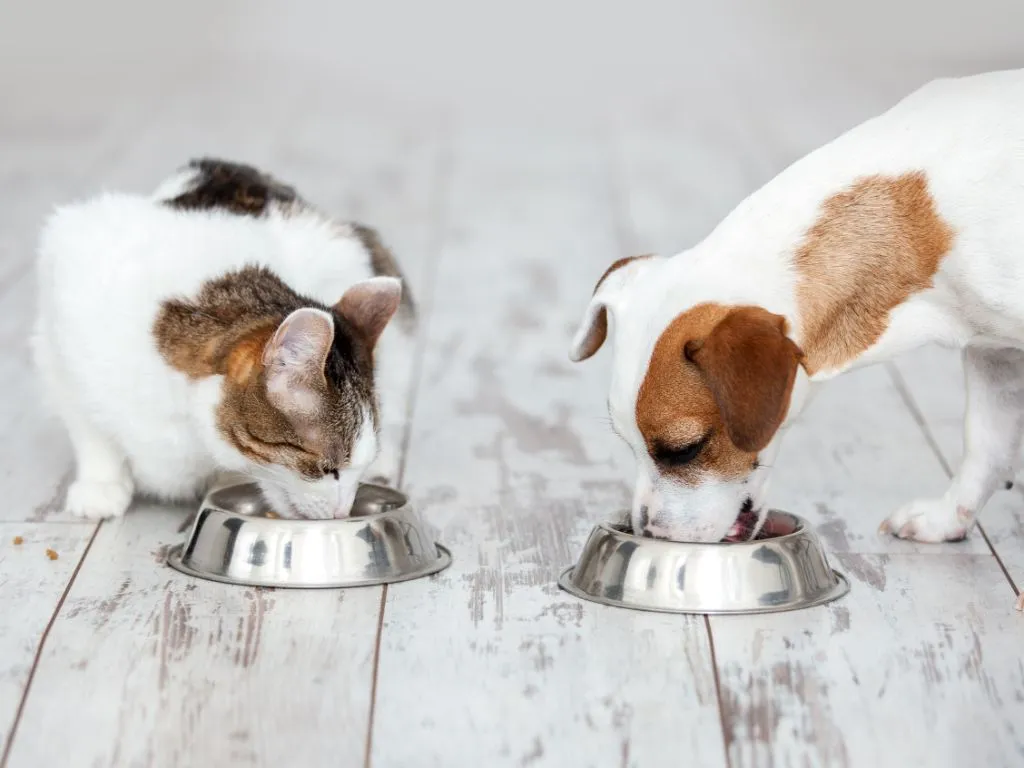 Chile Updates List of Animal Feed Additives: Resolution 7525 Effective December 2024