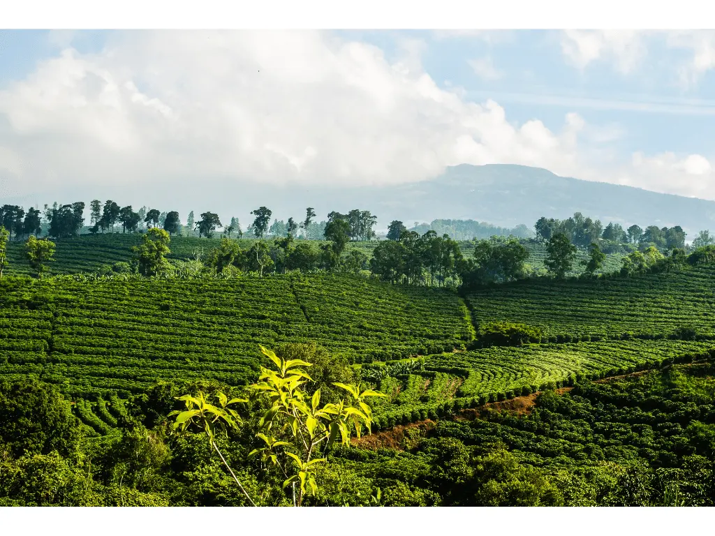 Costa Rica Modernizes Phytosanitary Law Reform to Enhance Agricultural Trade and Pest Control