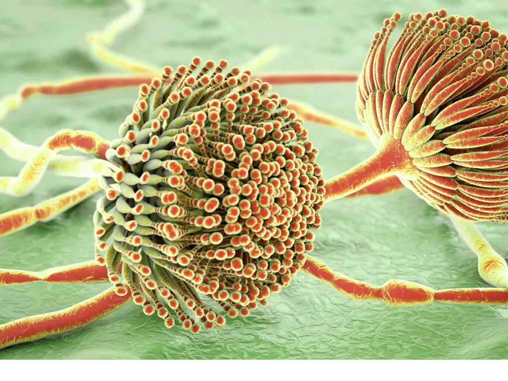 EU Agencies Address Azole Fungicide Resistance in Aspergillus Fungi