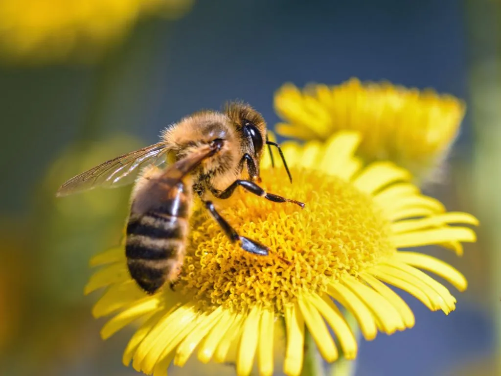 England to Ban Bee-Killing Neonicotinoids: Major Step to Protect Pollinators 
