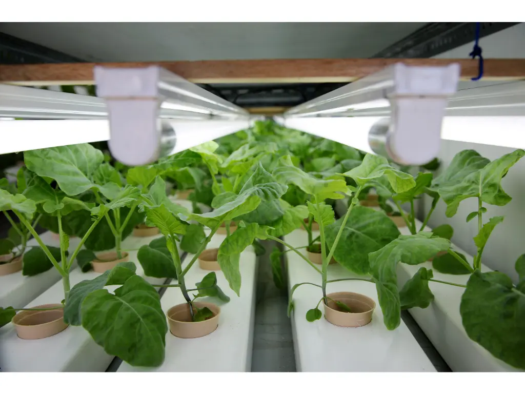 Law No. 15070: Brazil’s New Regulatory Framework for Sustainable Bioinputs 