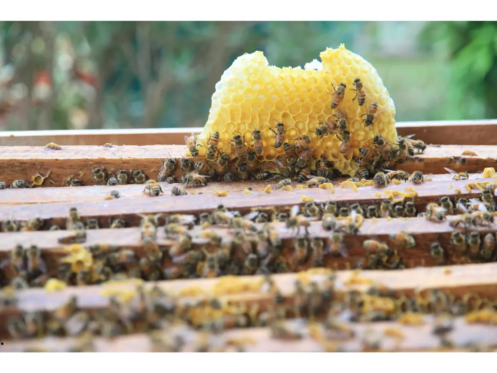 Chile Implements New Regulation to Strengthen Bees Protection from Agricultural Pesticides 