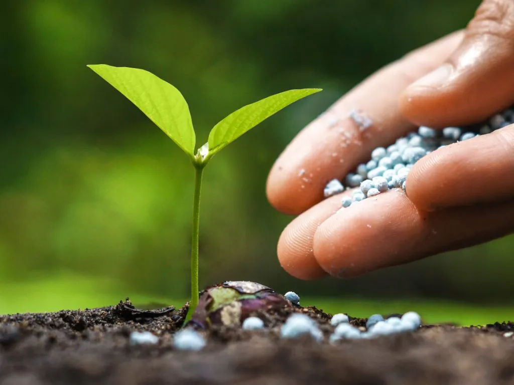 EU Proposes New Quarantine Pest Listings and Import Requirements Image